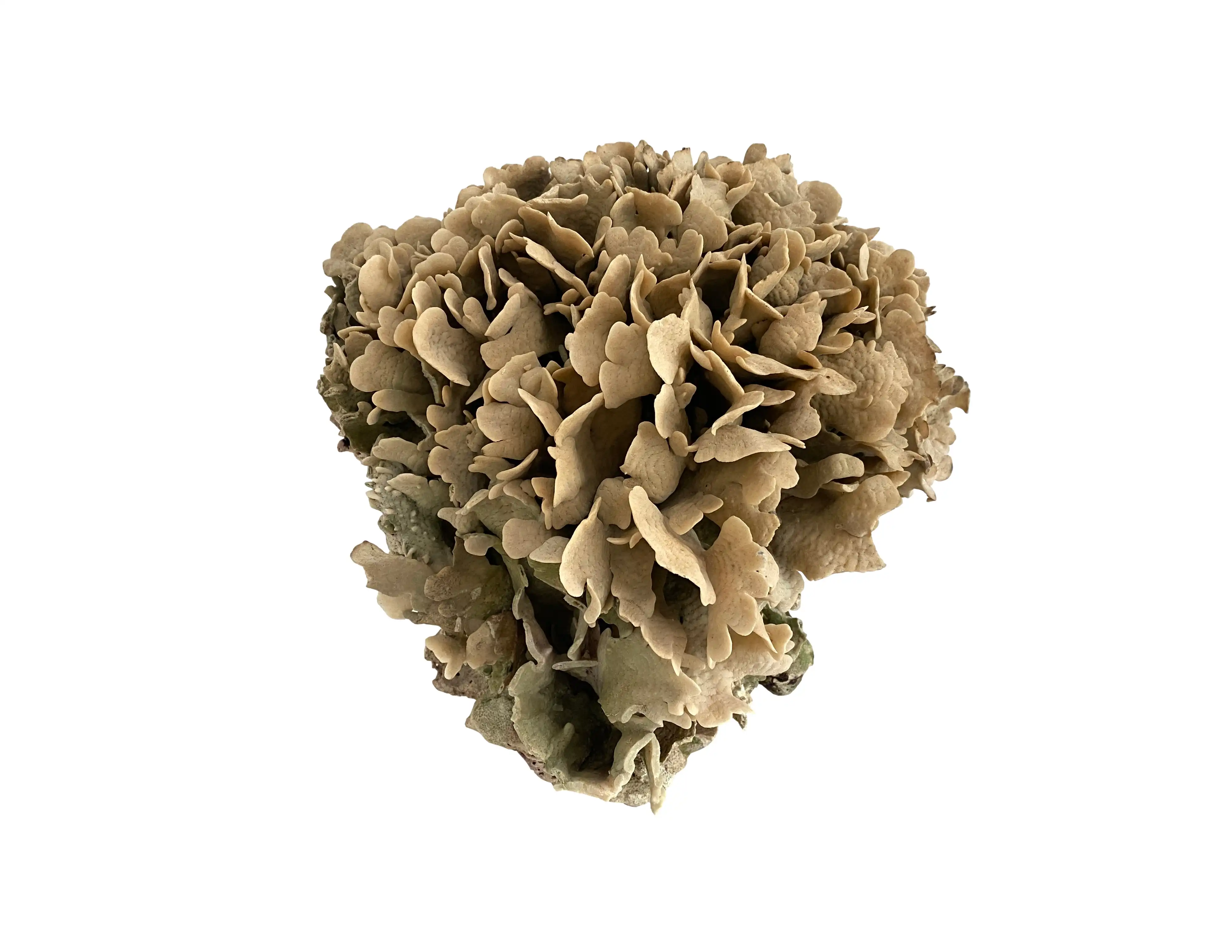 Extraordinary Natural Cactus Coral 1 Extraordinary Natural Cactus Coral