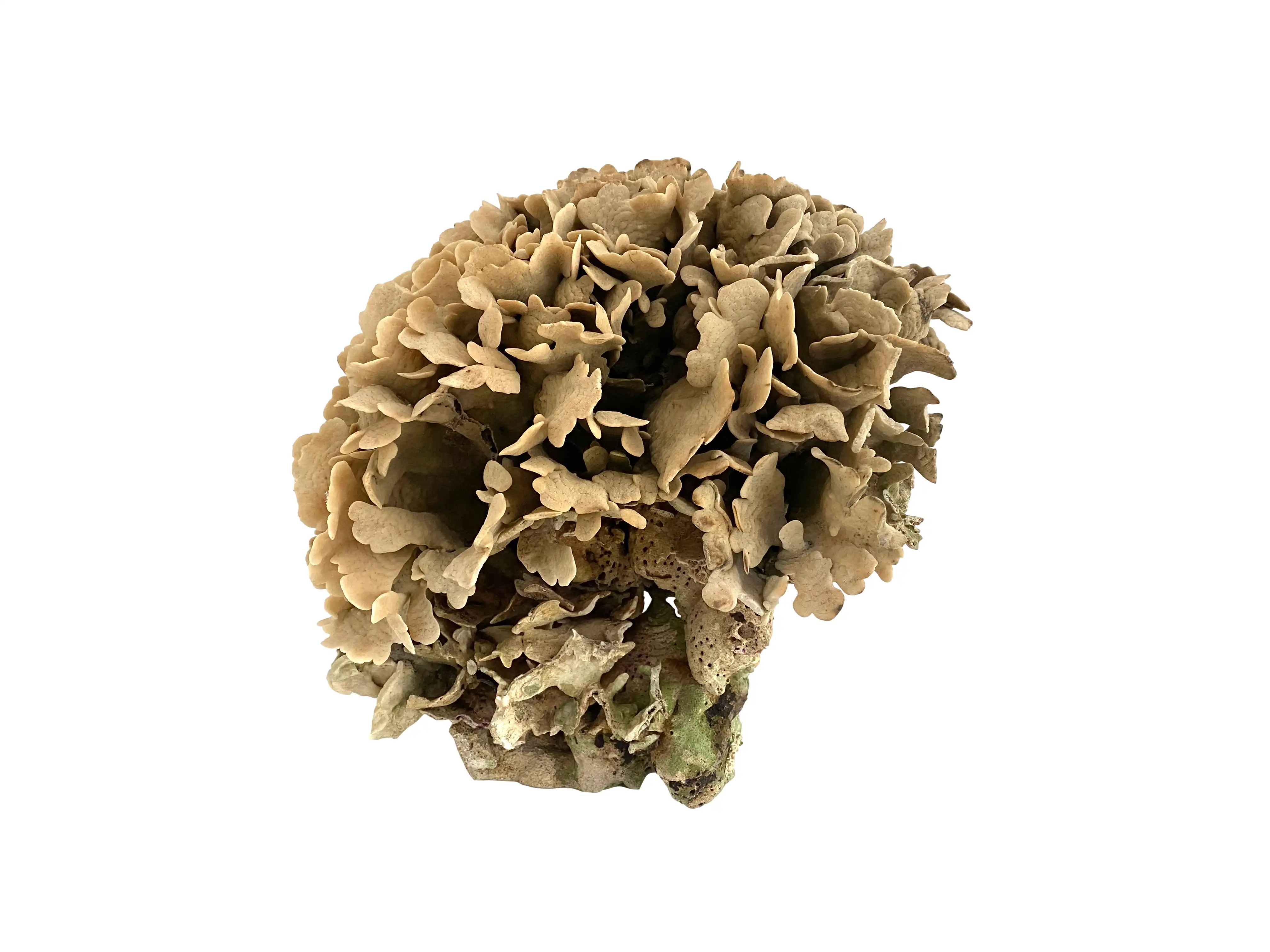Extraordinary Natural Cactus Coral 2 Extraordinary Natural Cactus Coral