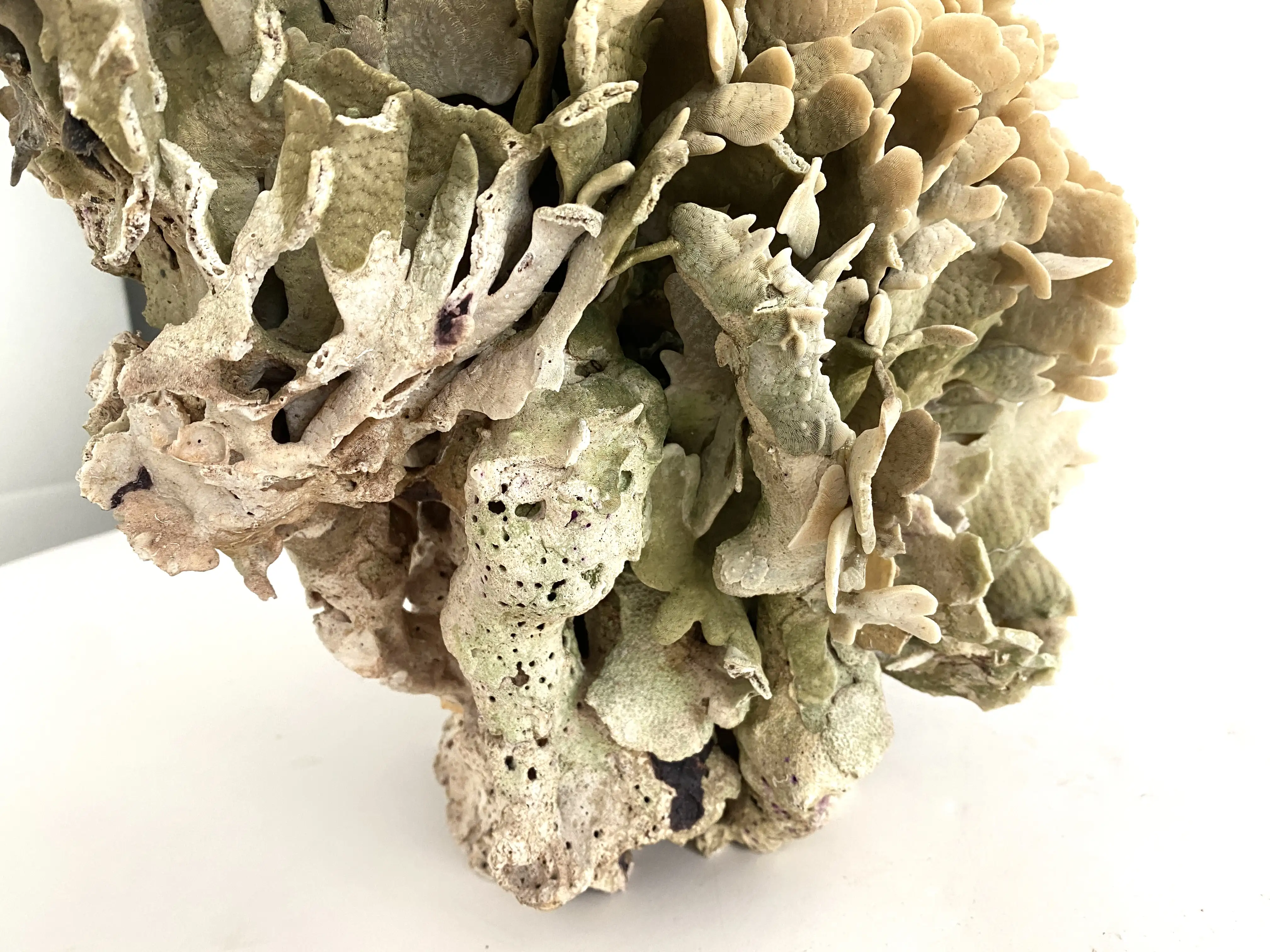 Extraordinary Natural Cactus Coral 3 Extraordinary Natural Cactus Coral