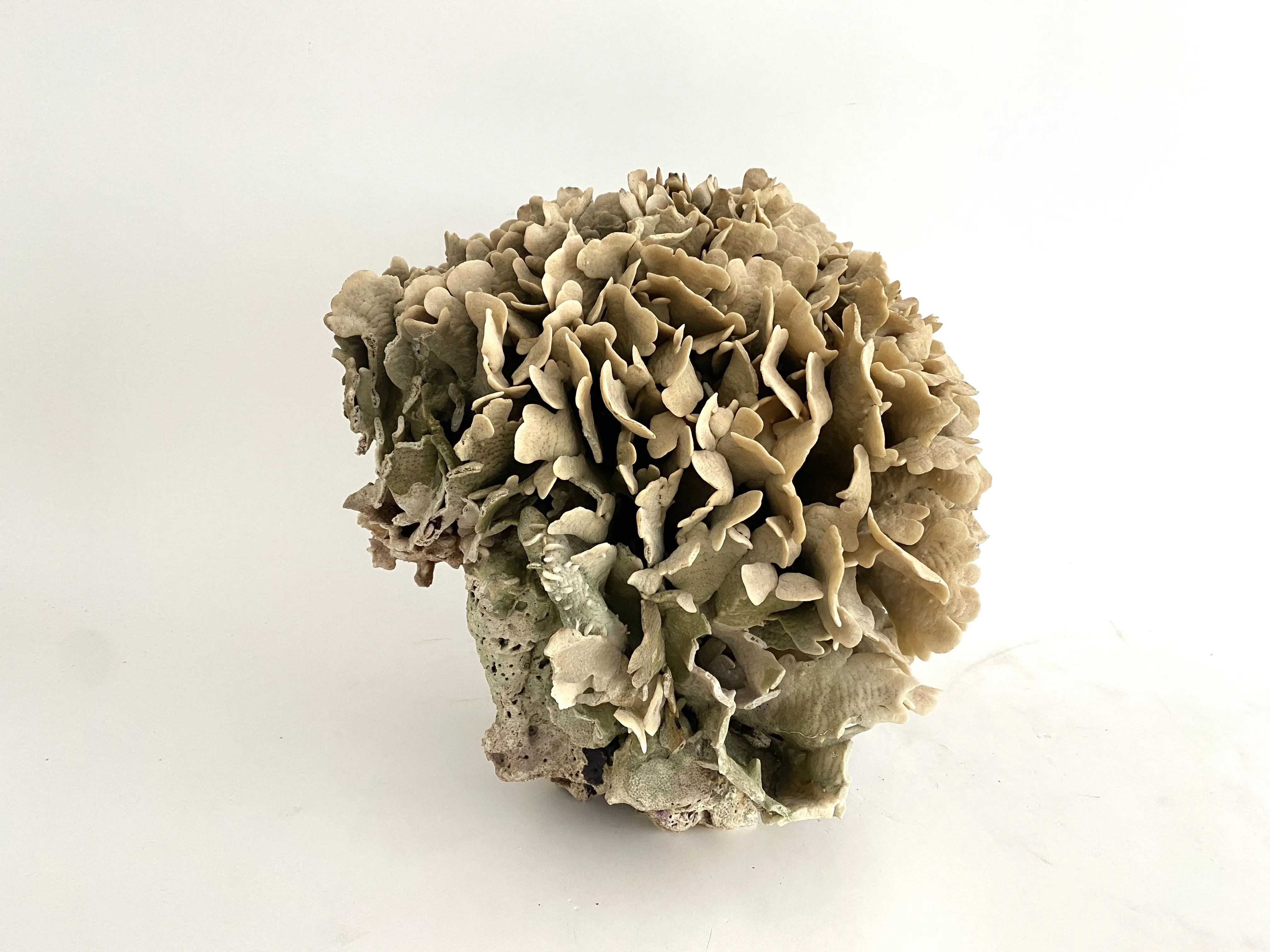 Extraordinary Natural Cactus Coral 4 Extraordinary Natural Cactus Coral