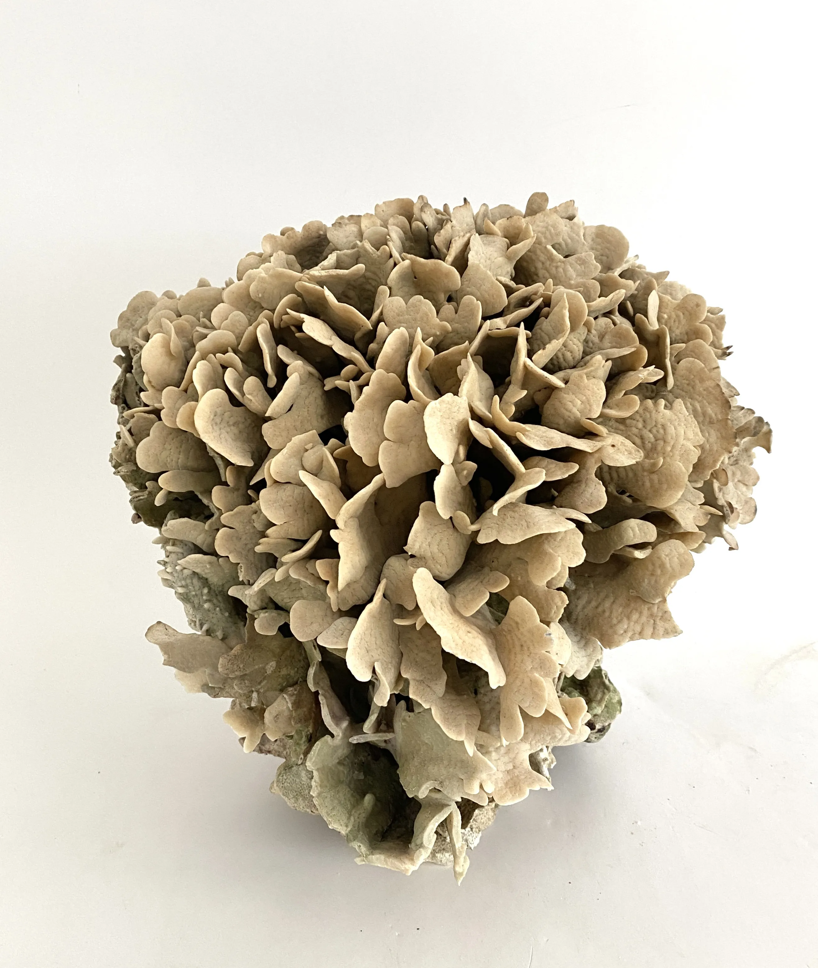 Extraordinary Natural Cactus Coral 5 Extraordinary Natural Cactus Coral