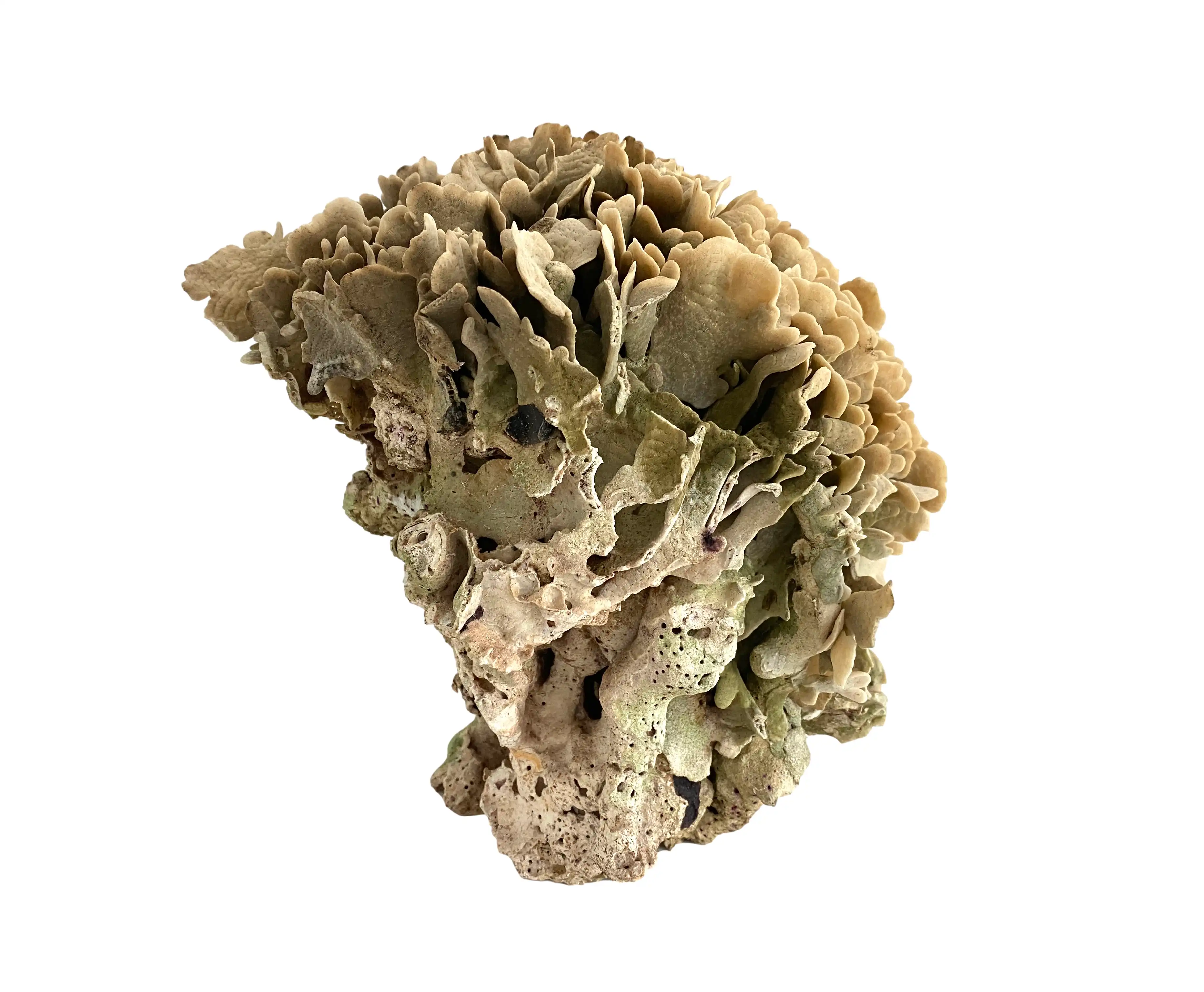 Extraordinary Natural Cactus Coral 6 Extraordinary Natural Cactus Coral
