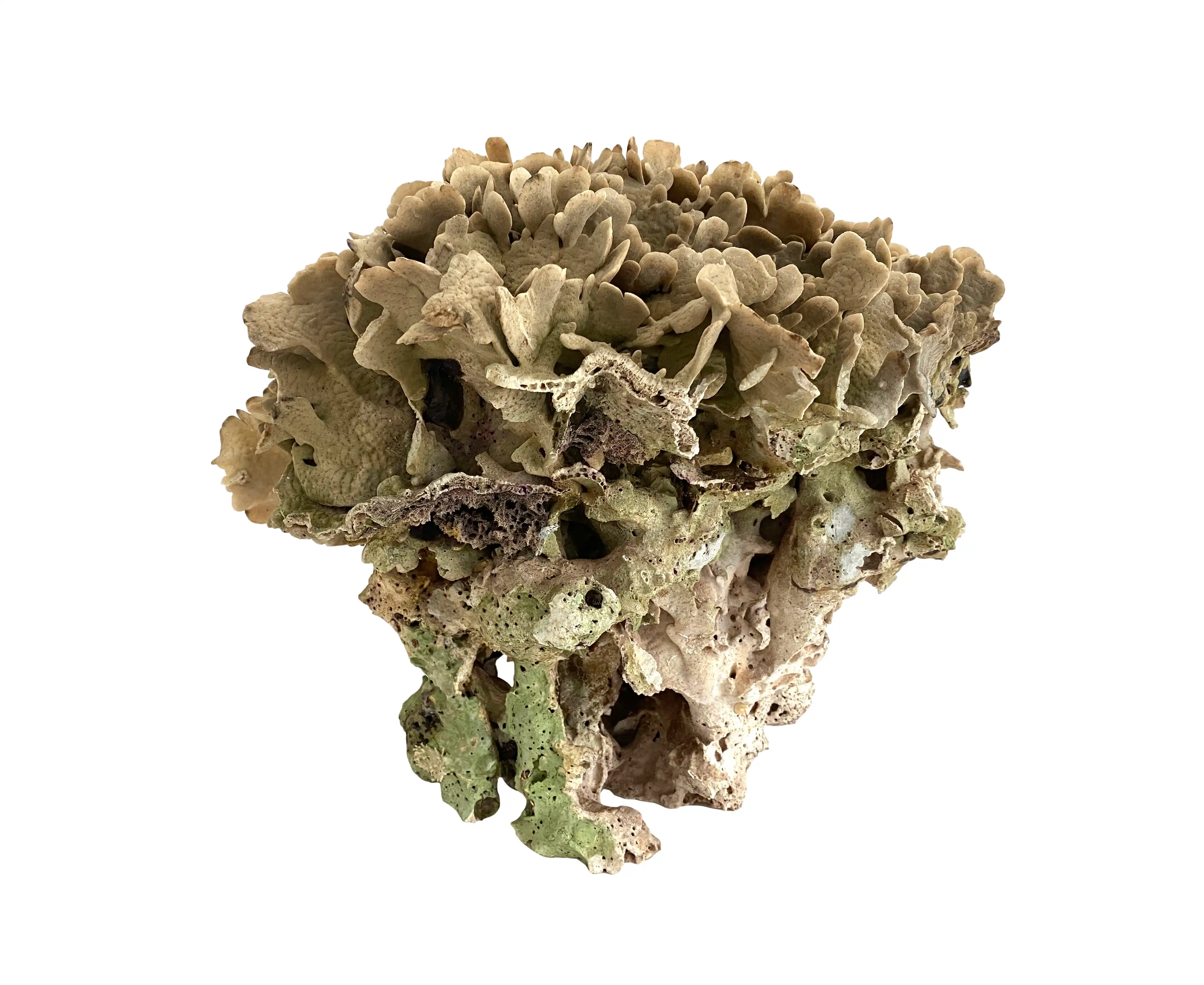 Extraordinary Natural Cactus Coral 7 Extraordinary Natural Cactus Coral